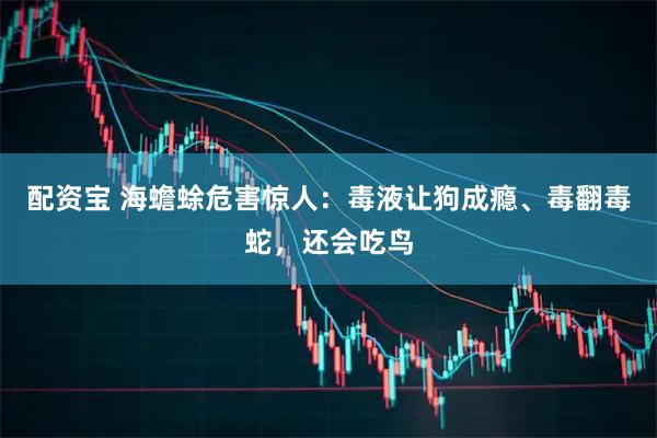 配资宝 海蟾蜍危害惊人：毒液让狗成瘾、毒翻毒蛇，还会吃鸟